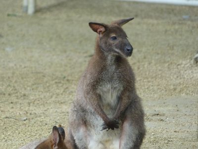 ベネットアカクビワラビー