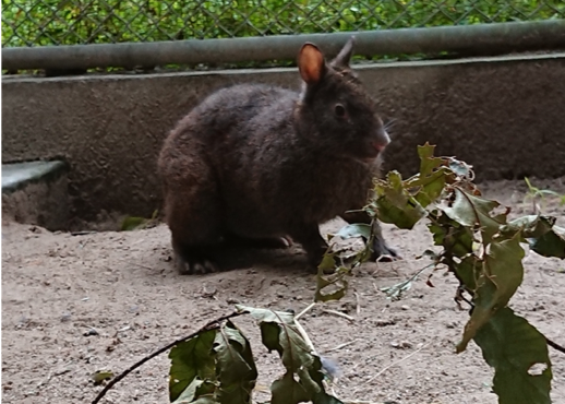アマミノクロウサギ 動物栄養学研究室