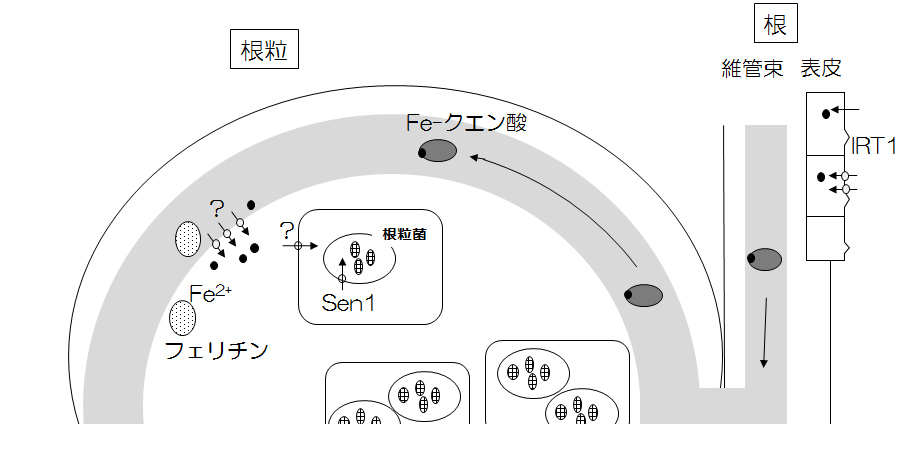 英語学習イメージ