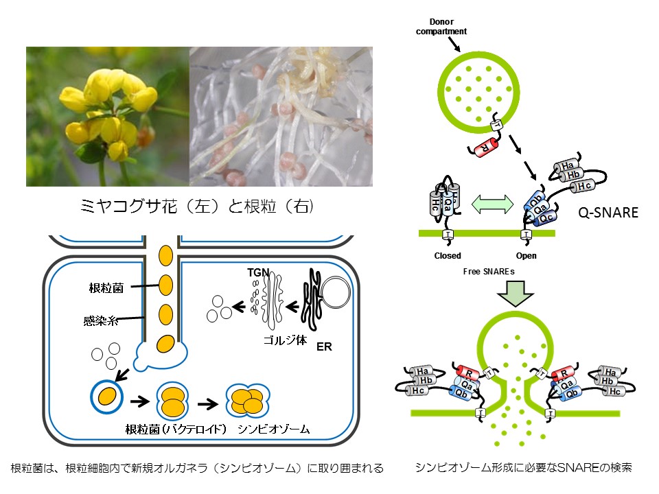 一日の生活イメージ