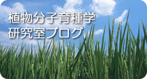 植物分子育種学研究室ブログ(別窓で開きます)