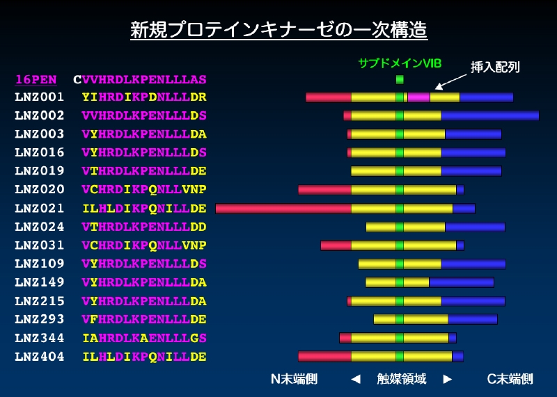 新規プロテインキナーゼの解析