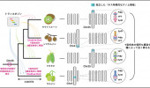 キウイフルーツのゲノム解読が「性染色体進化の定説」を覆す－岡山大・香川大等の国際共同研究－
