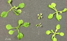 「植物の「自己免疫」から、植物の免疫制御メカニズムの一端を解明」－香川大学と東京農業大学等との連携成果－