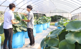 光で変わる植物の成長と栄養