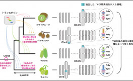 キウイフルーツのゲノム解読が「性染色体進化の定説」を覆す－岡山大・香川大等の国際共同研究－