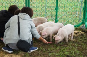 動物ふれあいコーナー