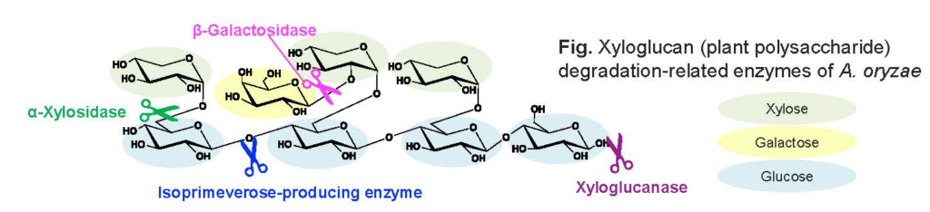 Xyloglucan (plant polysaccharide) degradation-related enzymes of A. oryzae