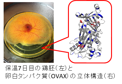 保温7日目の鶏胚（左）と
卵白タンパク質（OVAX）の立体構造（右）
