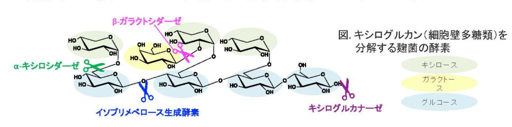 キシログルカン（細胞壁多糖類）を分解する麹菌の酵素
