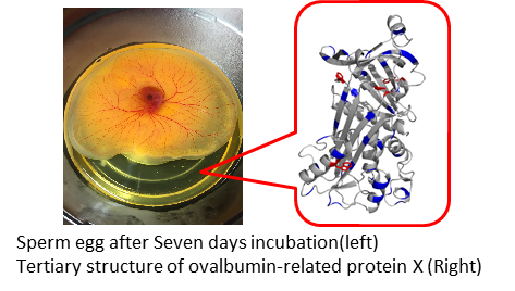 Sperm egg after Seven days incubation(left) 
Tertiary structure of ovalbumin-related protein X (Right)
