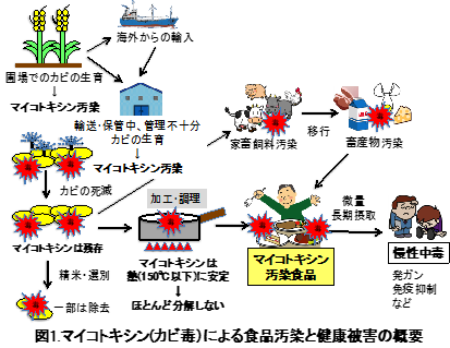 マイコトキシン（カビ毒）による食品汚染と健康被害の概要