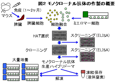 モノクローナル抗体の作製の概要