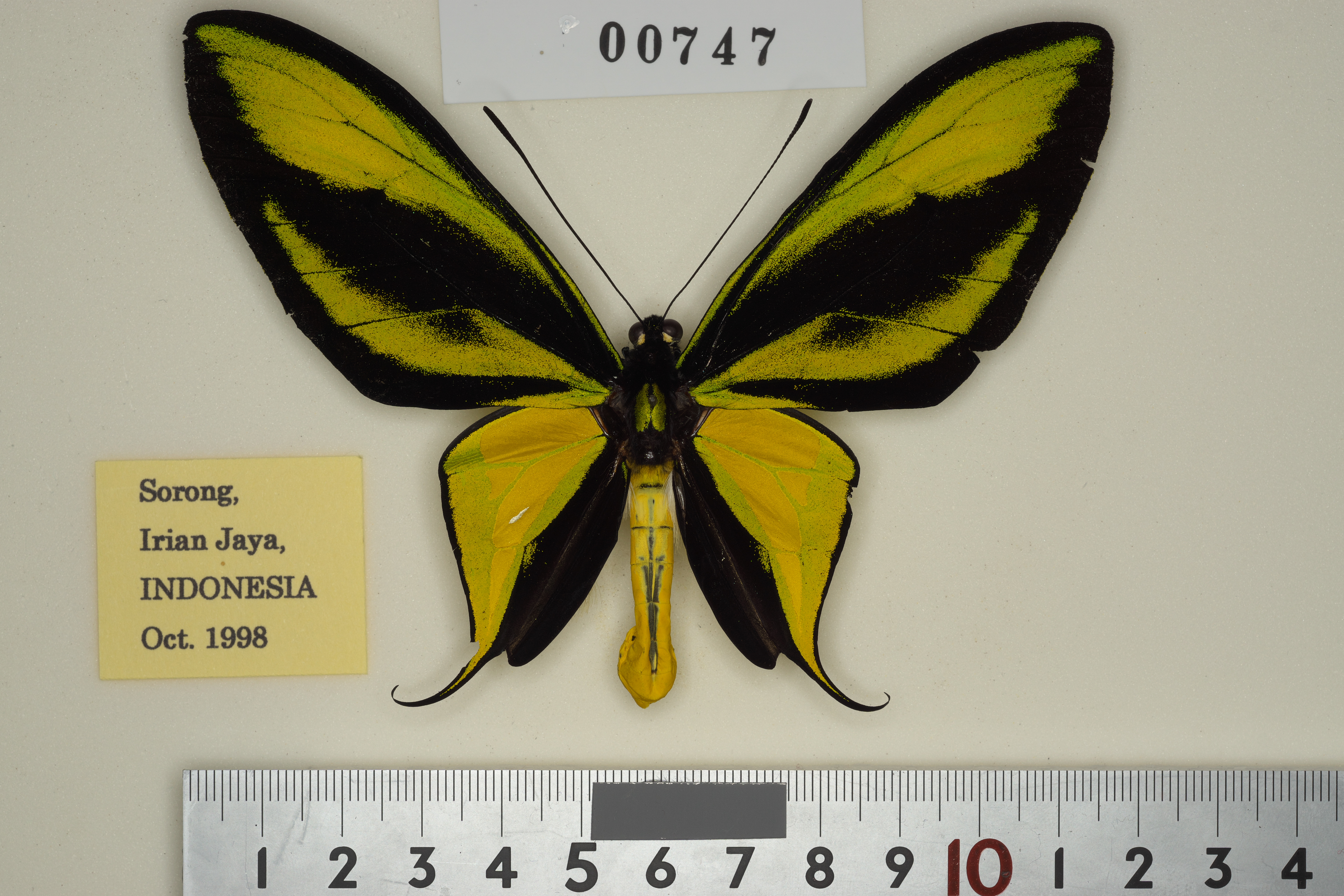 ゴクラクトリバネアゲハ （ペア） ssp. arfakensis かすか 