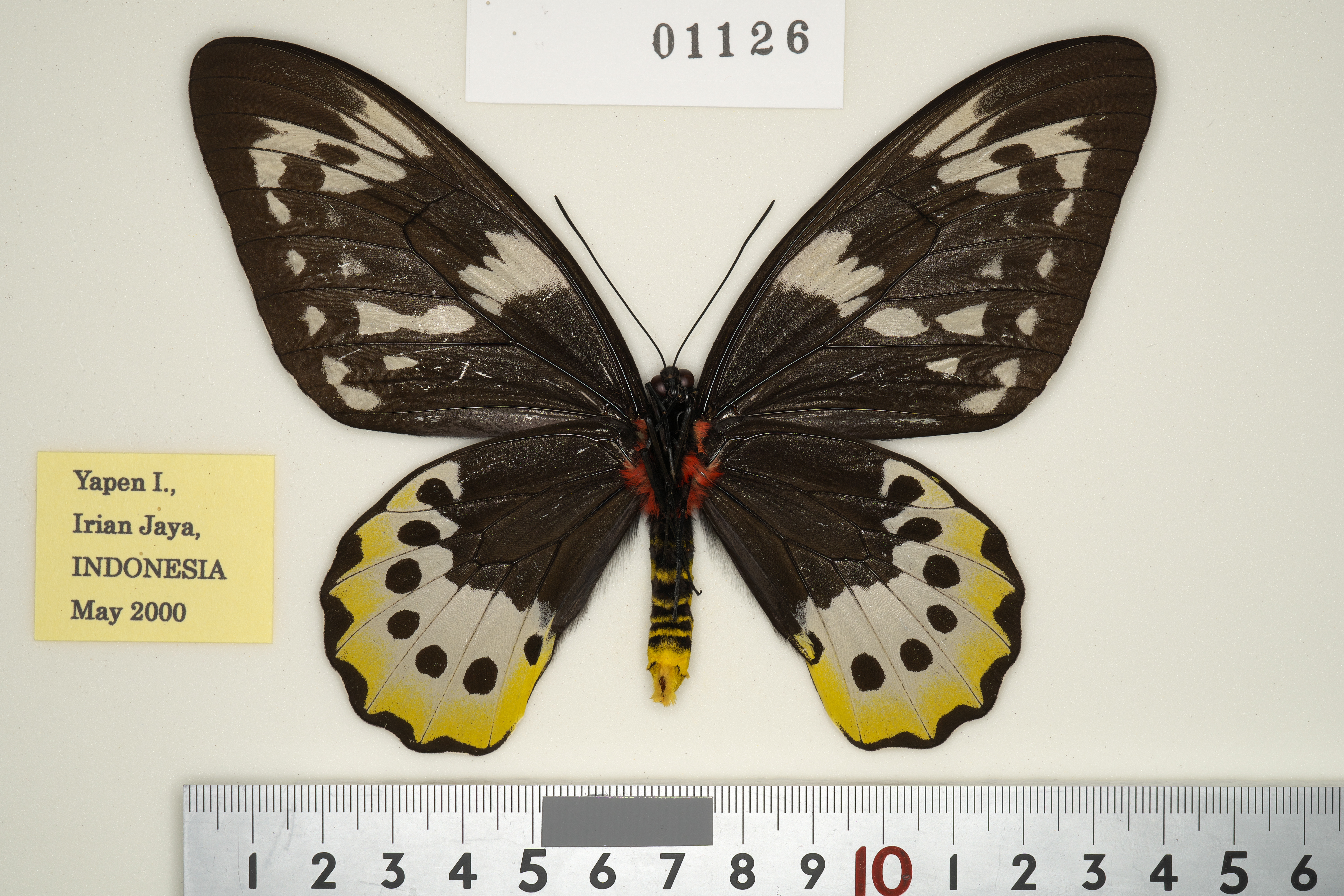 ゴライアストリバネアゲハ Ornithoptera 蝶の標本 goliath 外国産蝶 