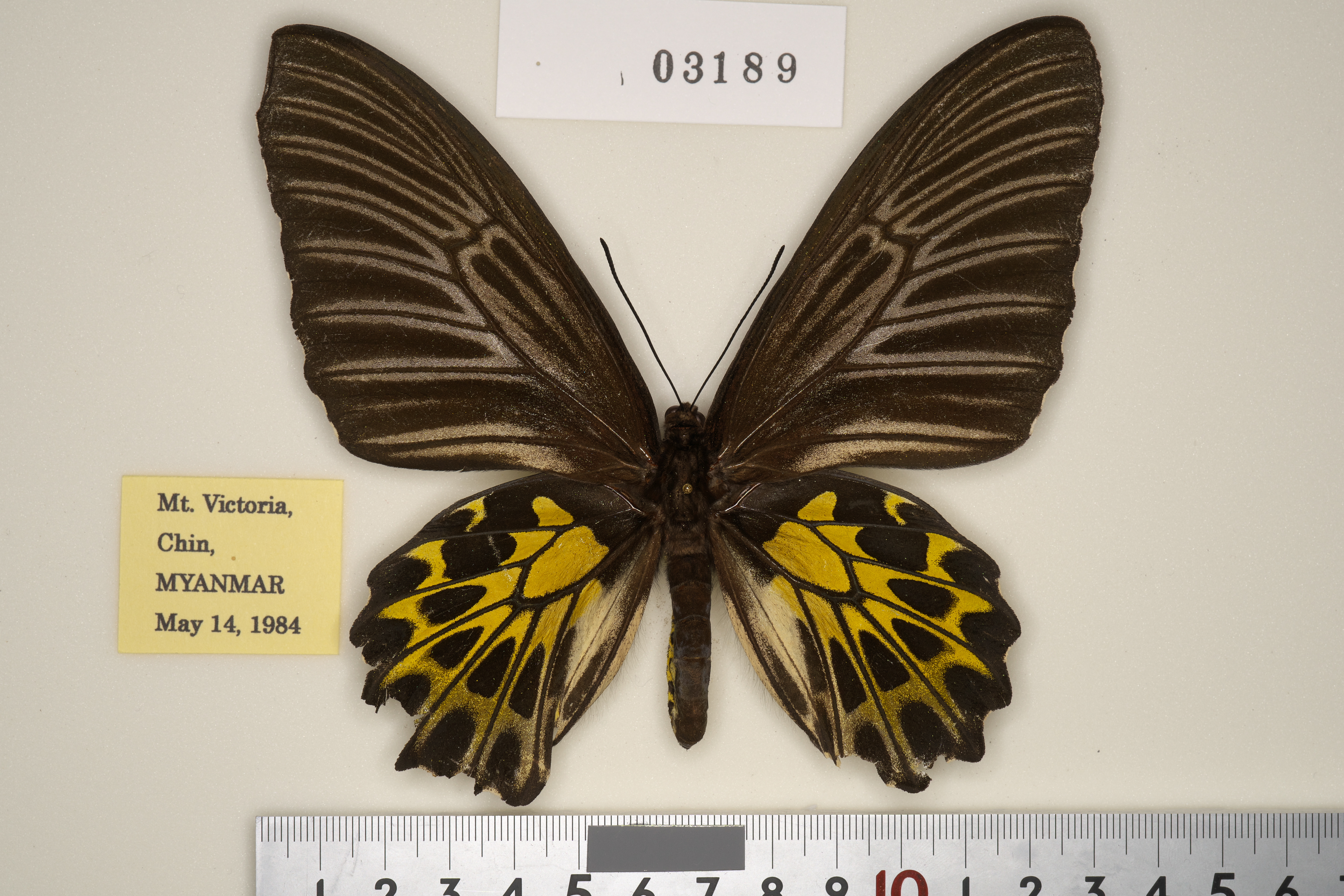 キシタアゲハ 11頭 277-03189 | トリバネアゲハデジタル大図鑑（大屋崇 