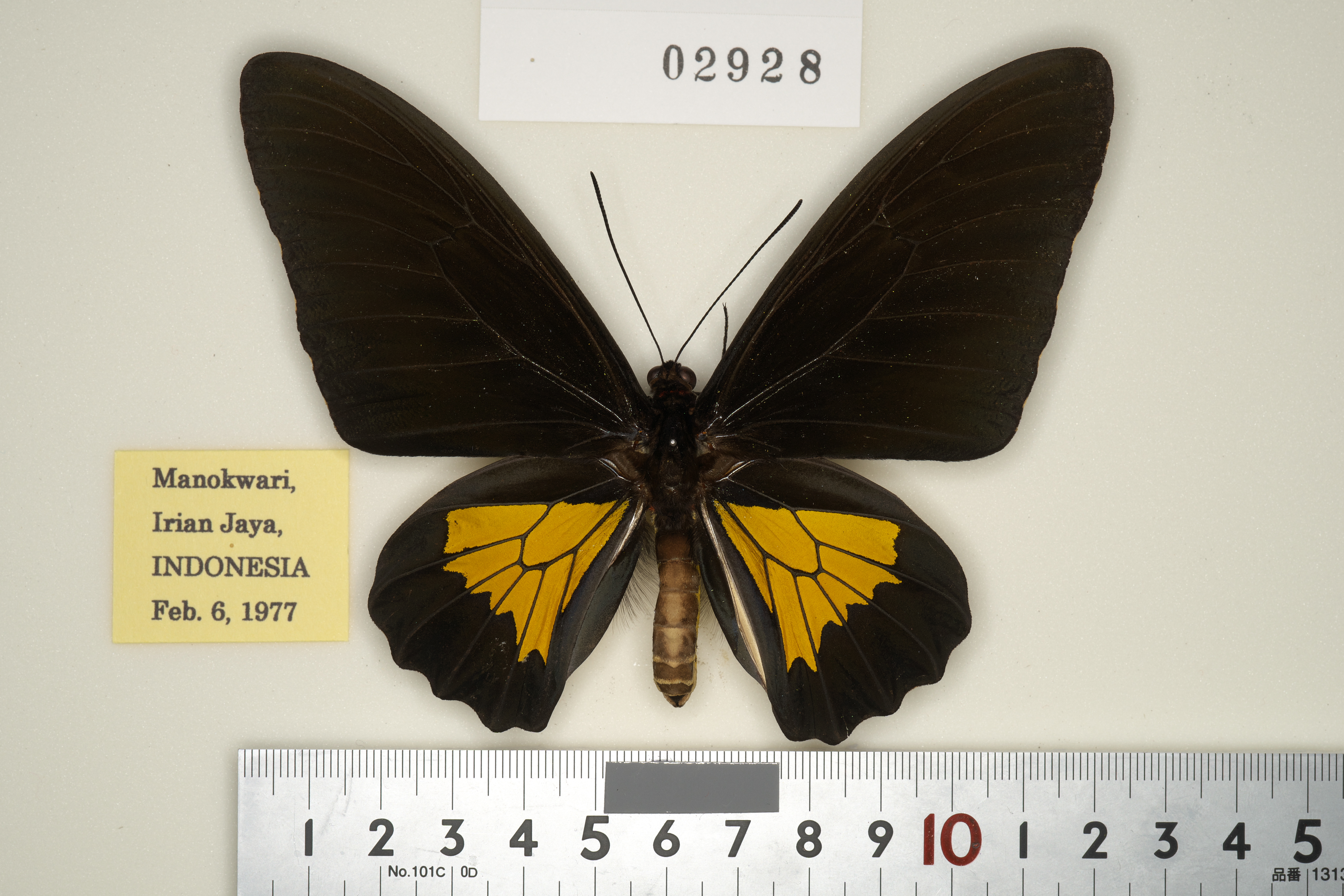 キシタアゲハ 9頭 259-02928 | トリバネアゲハデジタル大図鑑（大屋崇 